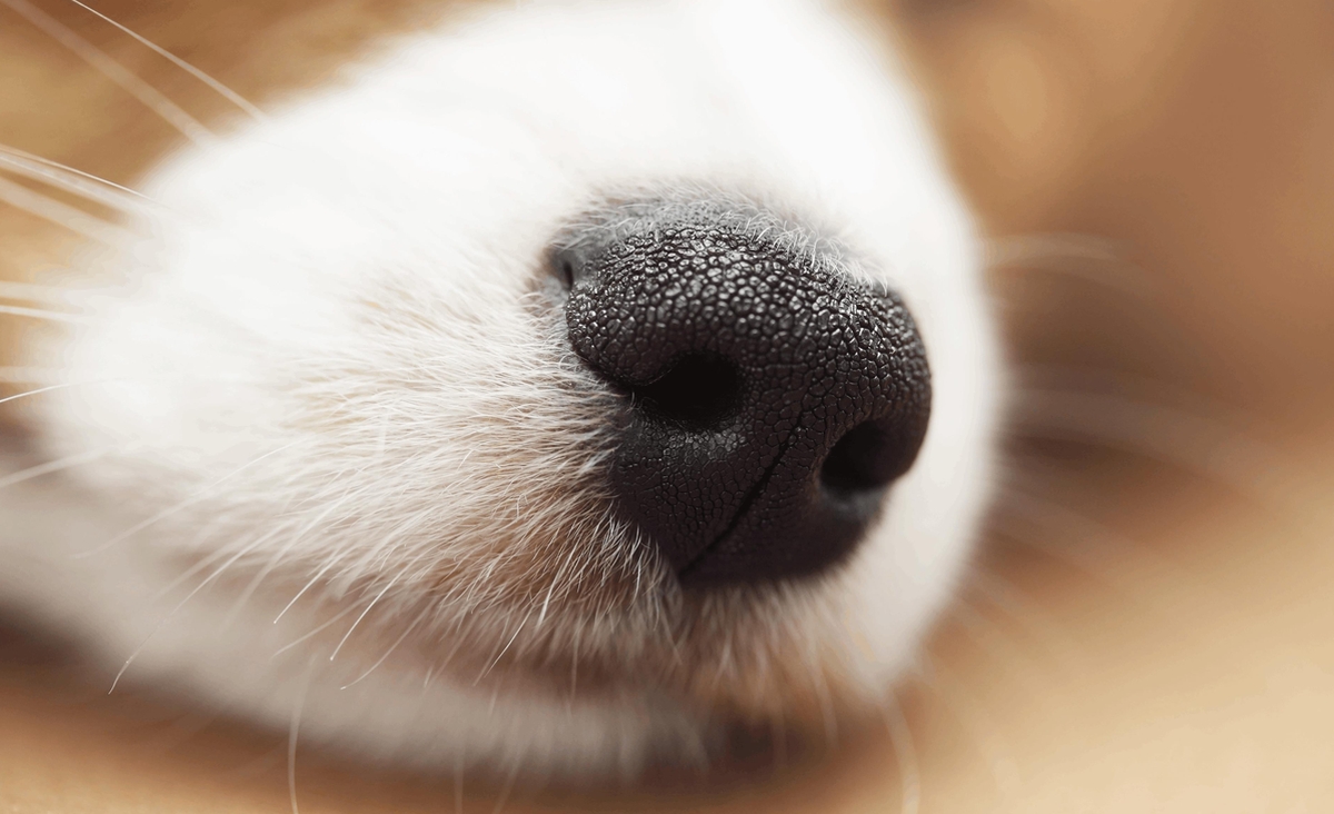 nariz de perro 1
